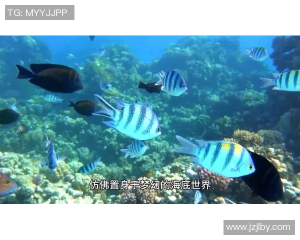 菲律宾与马尔代夫精彩对决录像回放分析及精彩瞬间集锦